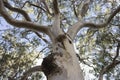 Tree, Sydney, NSW - Australia