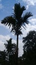 Beautiful tree with cloud in assam,india Royalty Free Stock Photo