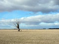 Beautiful tree and cloudy sky in spring, Lithuania Royalty Free Stock Photo