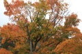 beautiful tree colored, orange, yellow, red and green in the fall