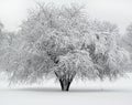 Beautiful tree covered with snow