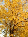 Beautiful tree crown in yellow foliage on a Sunny autumn day Royalty Free Stock Photo
