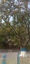 A beautiful tree in damoh jila maidan Howrah West Bengal India Royalty Free Stock Photo