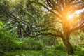 Beautiful tree in a dense forest with the sun makes its way through the branches.