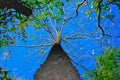 Beautiful tree in dense forest with unique perspective