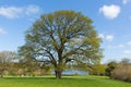 Beautiful tree in English field with blue sky and cloud