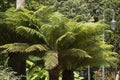 Tree fern Cyatheales in a green space Royalty Free Stock Photo