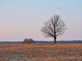 Beautiful tree in field, Lithuania Royalty Free Stock Photo