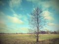 Beautiful tree in field Royalty Free Stock Photo