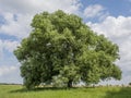 Beautiful tree in the field under blue cloudy sky in Ukraine Royalty Free Stock Photo