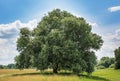 Beautiful tree in the field under blue cloudy sky Royalty Free Stock Photo