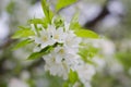 Beautiful Tree flowers background