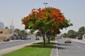 Beautiful tree flowers at Manhool road