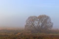 Beautiful tree and fog in summer landscape place for text cope space