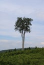 Beautiful tree in a forest