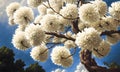 Beautiful tree full of white flowers, cherry blossom magic tree, beautiful flowers background. Generative Ai