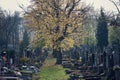 Beautiful tree among graves, autumn on cemetery, Prague, Czech Republic, sunny day, All souls day