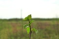 A beautiful tree with green foliage against a blue sky and green grass under the crown. Summer landscape Royalty Free Stock Photo