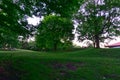 A beautiful tree in the green woods in a summer sunny day at mountain, Mount Royal, Montreal Royalty Free Stock Photo