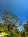 Beautiful tree with hanging moss near road. Photography, wide angle, copy space