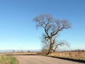 Beautiful tree and highroad