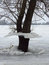 Tree with ice pieces after flood, Lithuania Royalty Free Stock Photo