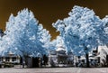 Beautiful tree in infrared view, nonreal colors, sunny day Royalty Free Stock Photo