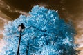 Beautiful tree in infrared view, nonreal colors, sunny day Royalty Free Stock Photo