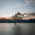 Beautiful tree inside the Lake Wanaka, taken during sunrise. Long Exposure. Travel concept, New Zealand. Royalty Free Stock Photo