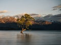 Beautiful tree inside the Lake Wanaka, taken during sunrise. Long Exposure. Travel concept, New Zealand. Royalty Free Stock Photo