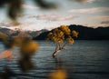 Beautiful tree inside the Lake Wanaka, taken during sunrise. Long Exposure. Travel concept, New Zealand. Royalty Free Stock Photo