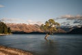 Beautiful tree inside the Lake Wanaka, taken during sunrise. Long Exposure. Travel concept, New Zealand. Royalty Free Stock Photo