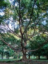 Beautiful tree in Kandy Botanical Garden Royalty Free Stock Photo