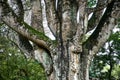 Beautiful Tree in King Botanical Garden Peradeniya Royalty Free Stock Photo