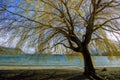 Beautiful tree at lake wanaka southland new zealand Royalty Free Stock Photo