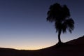 Beautiful tree landscape in Dubai desert Royalty Free Stock Photo