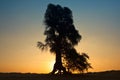 Beautiful tree landscape in Dubai desert Royalty Free Stock Photo