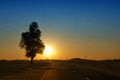 Beautiful tree landscape in Dubai desert Royalty Free Stock Photo