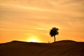 Beautiful tree landscape in Dubai desert Royalty Free Stock Photo