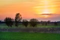 Beautiful tree landscape on the field, colorful sky