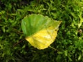 Beautiful tree leaf in autumn, Lithuania Royalty Free Stock Photo