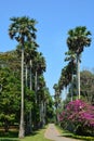 Beautiful tree-lined alley in Peradeniya Royal Botanical garden in Kandy, Sri Lanka Royalty Free Stock Photo