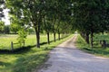 tree lined dirt driveway leading through lush meadow Royalty Free Stock Photo