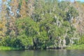 The beautiful tree lined Hurrah Lake in Alafia River State Park, Lithia, Hillsborough County, Florida Royalty Free Stock Photo