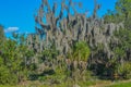 The beautiful tree lined Hurrah Lake in Alafia River State Park, Lithia, Hillsborough County, Florida Royalty Free Stock Photo