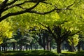 Photo of Beautiful tree lined park Royalty Free Stock Photo