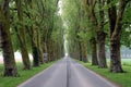 Beautiful tree-lined road Royalty Free Stock Photo