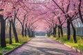 A beautiful tree lined street adorned with pink flowers on the trees, creating a serene and picturesque scene, Park alley filled Royalty Free Stock Photo