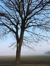 Beautiful tree, Lithuania Royalty Free Stock Photo