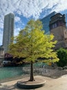 Beautiful tree located on the Chicago riverwalk with construction barge in background on Chicago River